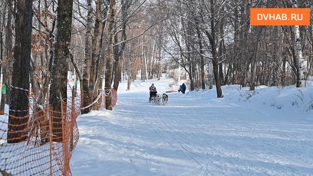 Гонка на собачьих упряжках «Амурская Метель 2026» прошла в новом лыжном комплексе