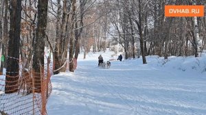 Гонка на собачьих упряжках «Амурская Метель 2026» прошла в новом лыжном комплексе