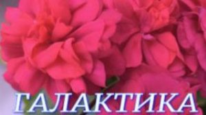 №1166/ ВЫСТАВКА цветов и ОРХИДЕЙ в ГАЛАКТИКЕ. Часть 2