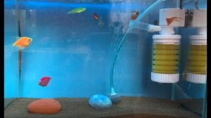 Аквариумные рыбки флексят