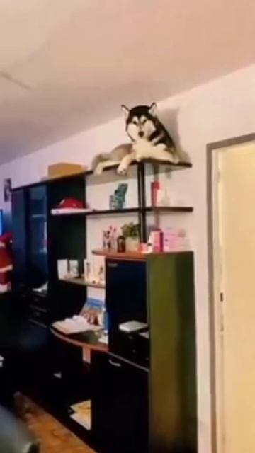 - Подскажитеа какой породы у Вас кошка? 