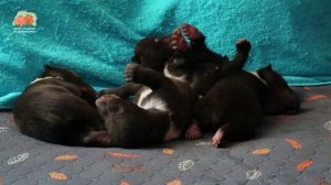 🚶♀️ Первые «прогулки» медвежьего народа 🚶♀️