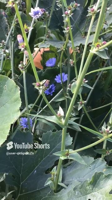 Ленобласть. Хвойное. 02.09.2024. Дача. Растение-цикорий, редкое на севере и обычное на юге РФ смотреть онлайн