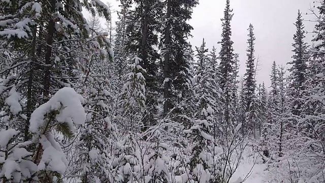 Дневник охотника. Пришёл в третье зимовьё. 19-ый день. смотреть онлайн
