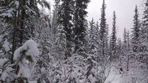 Дневник охотника. Пришёл в третье зимовьё. 19-ый день.