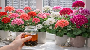 Налейте в ГЕРАНЬ и она будет пышно цвести, не будет желтеть, лучше этого еще не придумали!