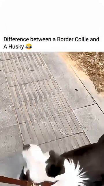Husky Vs Border Collie смотреть онлайн