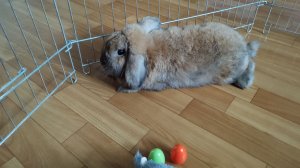 Как мой кролик приспособился к туалету.