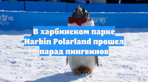 В харбинском парке Harbin Polarland прошел парад пингвинов