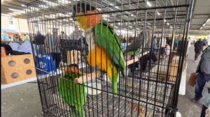 СКОЛЬКО СТОЯТ ПОПУГАИ_ РЕПОРТАЖ С РЫНКА (Me & Australia)