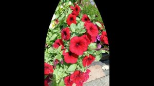 ЯРКИЕ ПЕТУНИИ В МОЁМ САДУ.