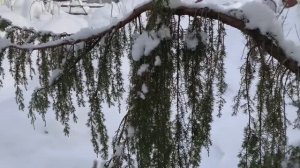 Дача 28 января 2026.