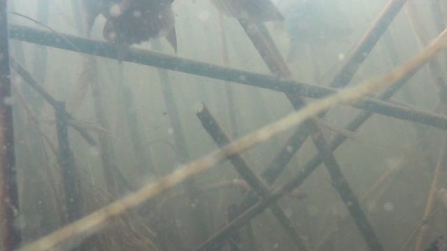 Карпик кормится