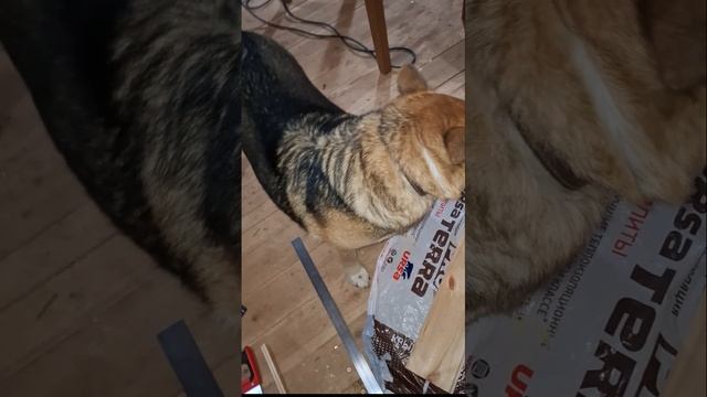 1000048074.mp4 (Собака наблюдает за устройством лестницы на 2 этаж в доме А-фрейм)