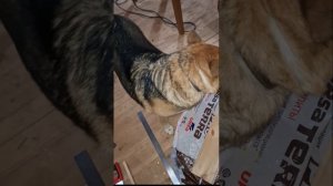 1000048074.mp4 (Собака наблюдает за устройством лестницы на 2 этаж в доме А-фрейм)