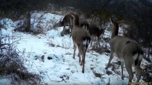 В Ставрополе фотоловушка зафиксировала стадо пятнистых оленей