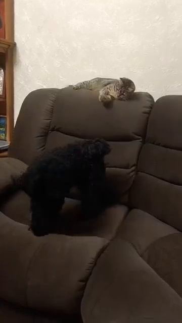 ЛОХМАТЫЙ ЗАДИРА #shorts #собака #кот ЛОХМАТЫЙ ЗАДИРА #shorts #собака #кот