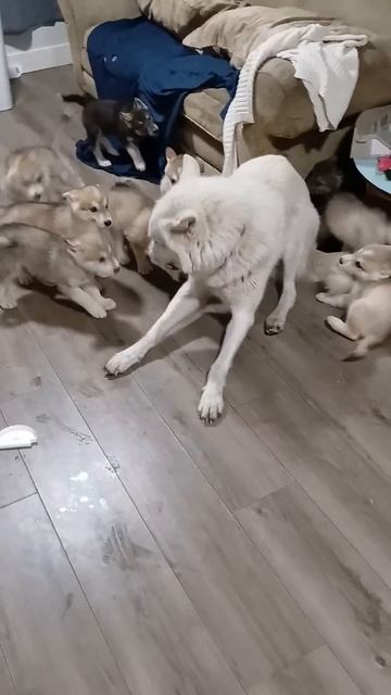 Trying to run away from his problems😁 смотреть онлайн