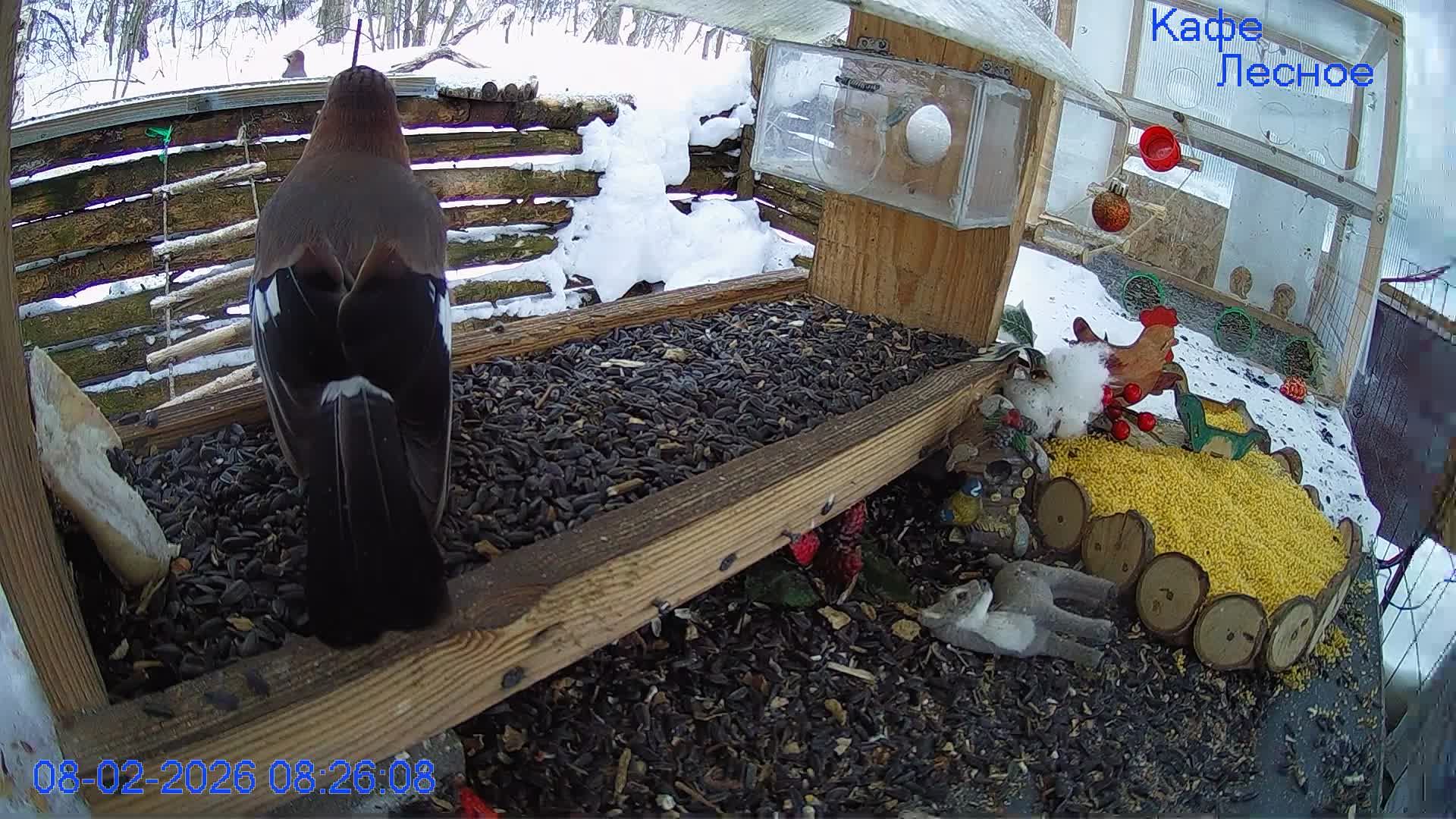 🔴 24 LIVE Главная Кормушка смотреть онлайн