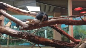 Белолицый саки Кеша и его друзья золотистоголовые тамарины 05.02.2026