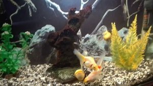 Мои аквариумы 08.02.2026г.