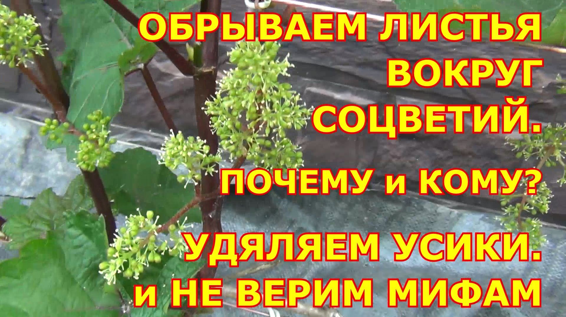 Когда ОБРЫВАЕМ ЛИСТ У ЦВЕТУЩИХ СОЦВЕТИЙ и УДАЛЯЕМ УСИКИ. Защита сада. ЧТО МОЖНО ПРИ ЦВЕТЕНИИ смотреть онлайн