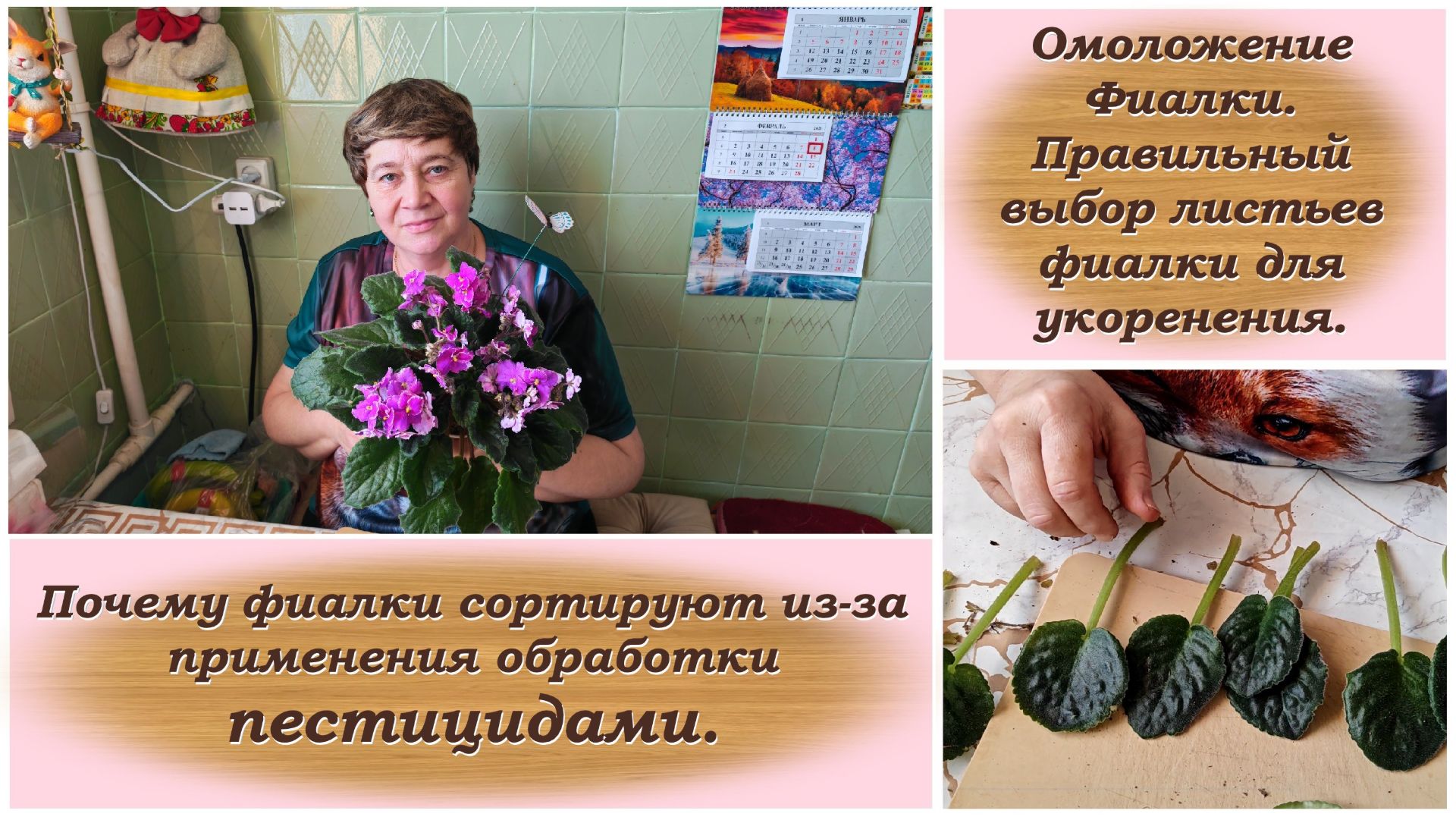 Омоложение Фиалки. Почему фиалки спортируют из-за применения обработки пестицидами. смотреть онлайн