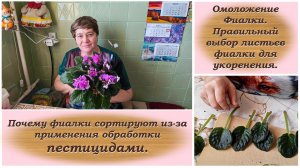 Омоложение Фиалки. Почему фиалки спортируют из-за применения обработки пестицидами.