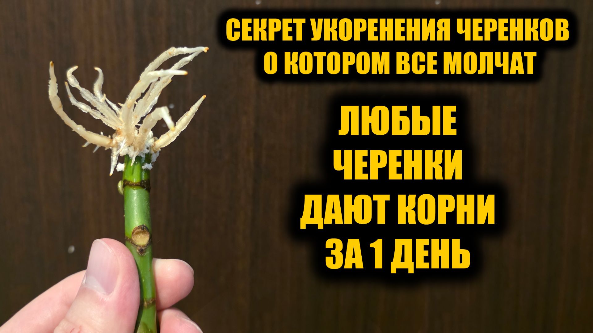 Быстрый способ укоренить любой черенок 100%! Черенкование всех черенков от роз до винограда смотреть онлайн