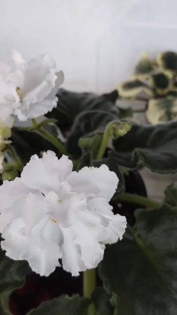 Белые фиалки прекрасны. НК-Белая зависть #пересадкафиалки #обзорысортов смотреть онлайн