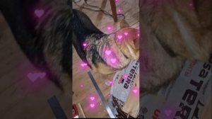 1000048075.mp4 (Собака наблюдает за устройством лестницы на 2 этаж в доме А-фрейм)