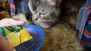 Строим СЕКРЕТНЫЕ домики для животных: ОГОНЬ, ВОЗДУХ, ВОДА, ЗЕМЛЯ