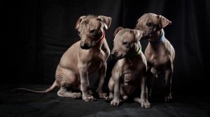 Песня про щенков на Английском