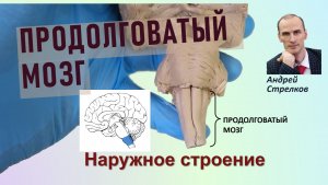 Продолговатый мозг