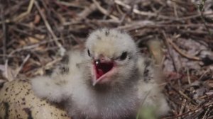 Крачки.Поколение 2015