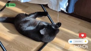 СБОРНИК БЫВШИХ НА КАНАЛЕ ВИДЕО С КОТЕЙКАМИ