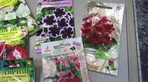 2215.  ВПЛ,бегонии ,глоксинии, немного о них