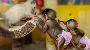 ДВОЕ на ОДНОГО не честно! Маняшка вполне освоилась и помогает Степе гонять Басю!