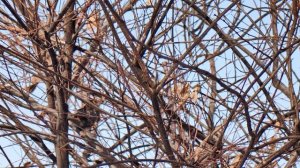 Воробьиная перепись 4