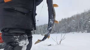 Проверка самоловок 7 февраля.