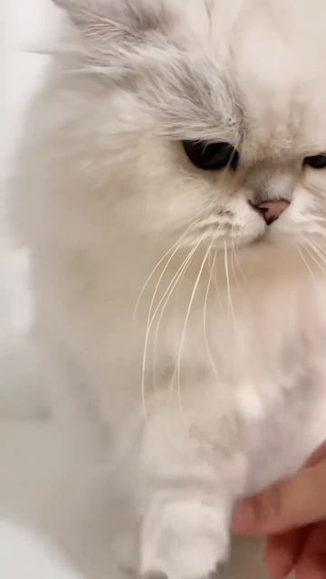 Эти забавные животные смотреть онлайн