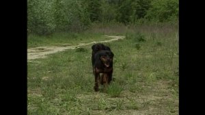 Ротвейлер. Рассказ о породе.