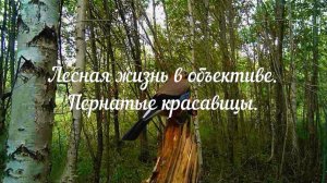 Пернатые красавицы. Птицы на фотоловушку!