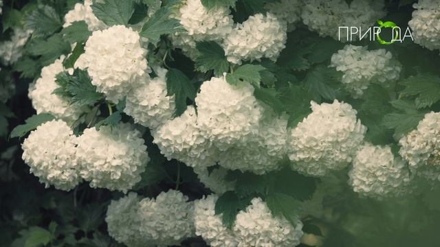 Природа. Калина_7 смотреть онлайн