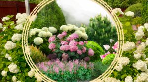 Миксбордер с гортензиями и хвойными растениями.