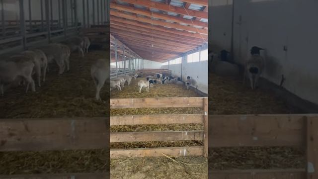 Кормосмеситель 1.5 куб. м Турция