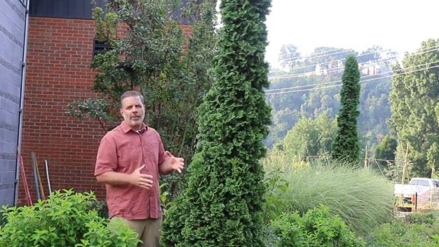 Thuja occidentalis 'Degroots Spire' смотреть онлайн