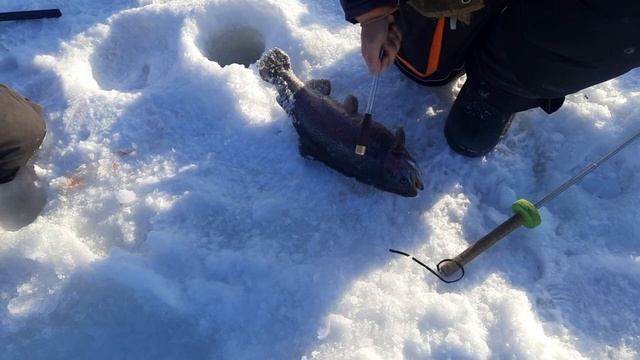 поимки на икру смотреть онлайн