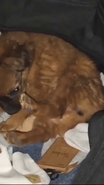 1000111044.mp4 смотреть онлайн