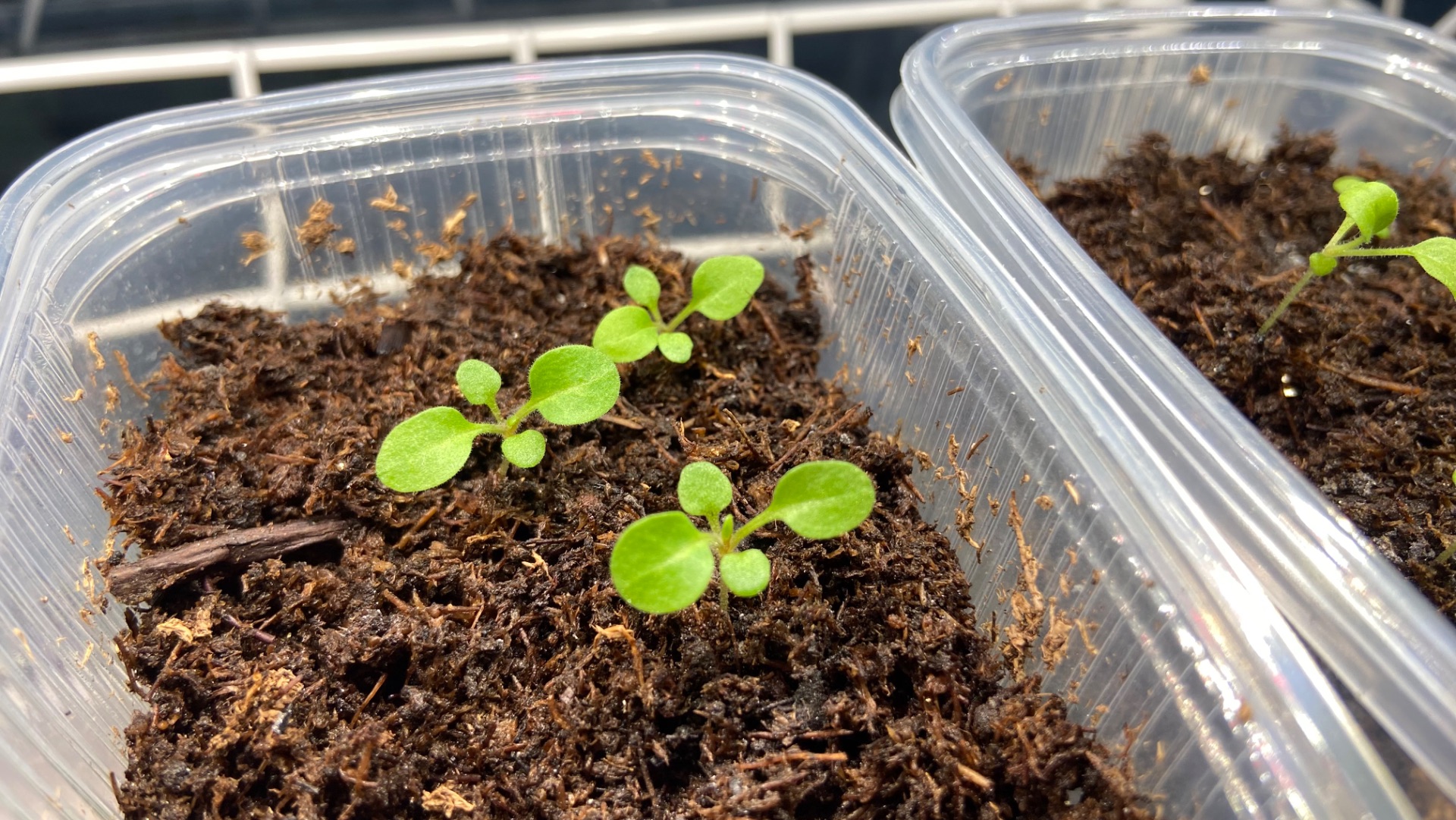 Пикировка петунии Тайдал. смотреть онлайн